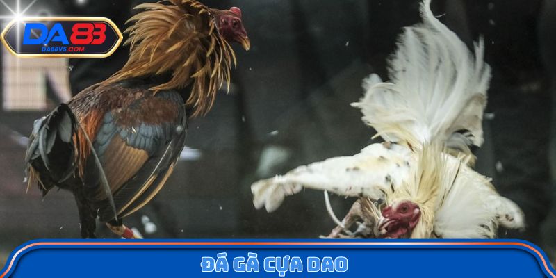 Đá Gà Cựa Dao Da88 - Mỗi Trận Đấu Là Một Pha Quyết Định 1 Đá Gà Cựa Dao