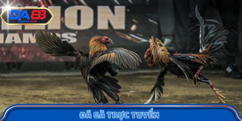 Đá Gà Trực Tuyến - Hình Thức Cá Cược Được Ưa Chuộng Nhất 1 Đá Gà Trực Tuyến